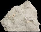 Pair of Cupulocrinus Crinoids - Bobcaygeon Formation #49219-1